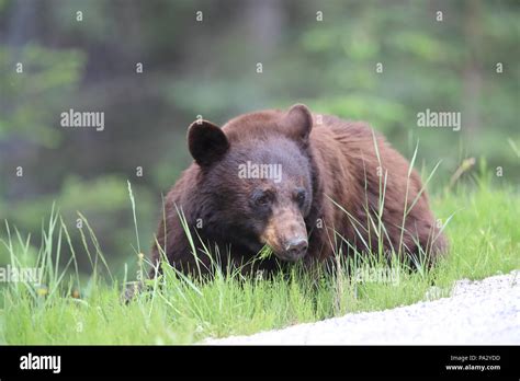 American black bear (Ursus americanus) Kanada Stock Photo - Alamy