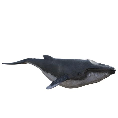 Humpback Whale PNG Images Transparent Background | PNG Play