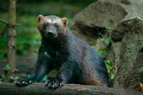 Discover Why Michigan Is Called the Wolverine State - A-Z Animals