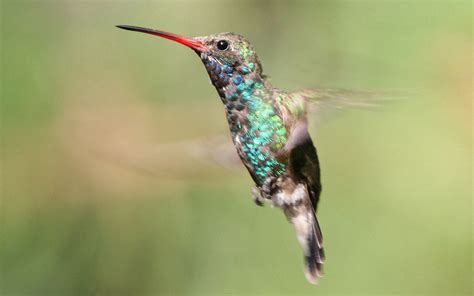 Animated Hummingbird Wallpaper - WallpaperSafari