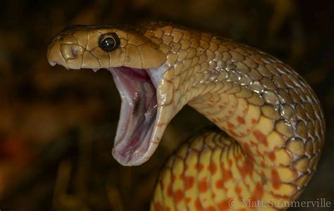 Like alchemists with killer precision, brown snakes make different venoms across their lifetime