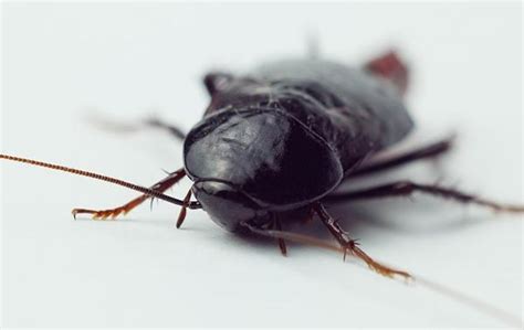 Blog - Where Do Oriental Cockroaches In Katy Like To Hide?