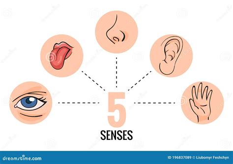 Sensory Organs. Nose Smell, Eyes Vision, Ears Hearing, Skin Touch ...