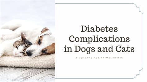 Diabetes Ketoacidosis (DKA) - A Complication of Diabetes in Cats and ...