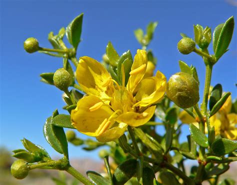 what is chaparral herb - Google SearchHe had seen it heal boils, abscesses, carbuncles, and ...