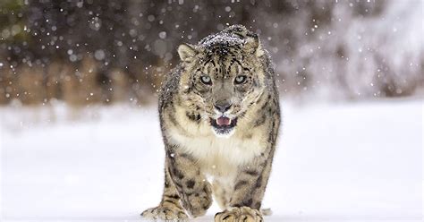 Snow Leopard—The Ultimate Cool Cat | Answers in Genesis