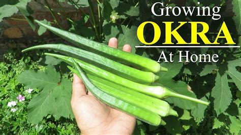 Growing Okra From Seed / Okra Plant Growing in Containers at Home / How ...