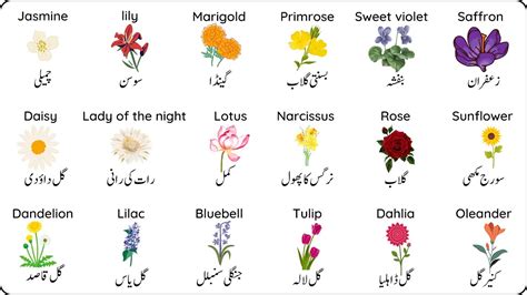 Flowers Meaning In Urdu | Best Flower Site