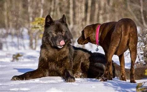 A dog meets a wolf. : r/virginvschad