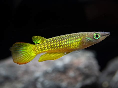 Golden Wonder Killifish (Aplocheilus lineatus) - Tank-Bred!