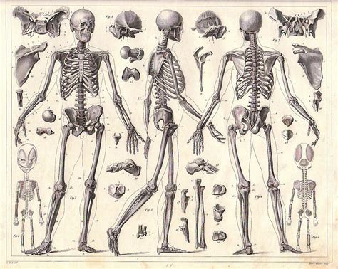 full body skeleton | human anatomy skeleton in india | Page 2