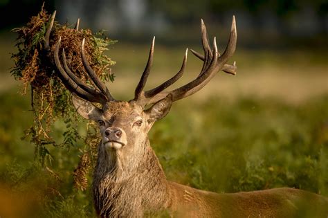 The Red Deer | Fiadh Ruadh (Gaelic) | Argyll Cruising