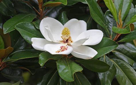 Magnolia grandiflora Southern Magnolia 1gallon - Mail Order Natives