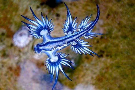 Marine Curios #4 – Glaucus atlanticus, or blue angel/dragon sea slug - DIVE Magazine