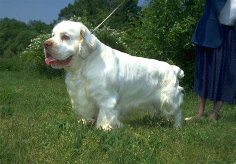 Clumber Spaniel Puppies For Sale - AKC PuppyFinder