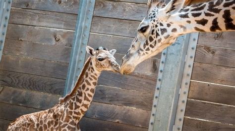 Baby giraffe born at Houston Zoo