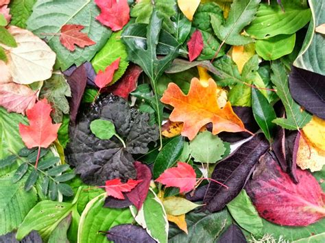 Mme Green's Classroom: Photosynthesis of Fall Leaves