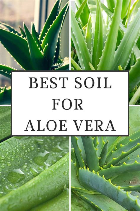 Best Soil for Aloe Vera Plants: 3 Outstanding Choices