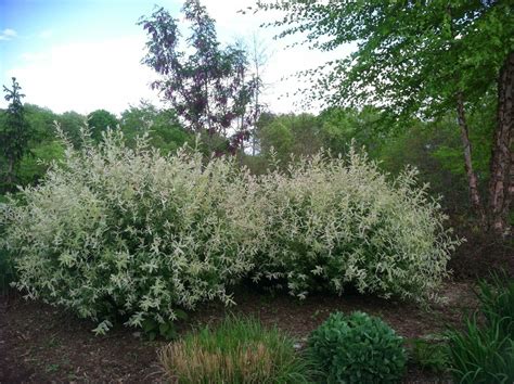 Pin on Landscaping- Flowers