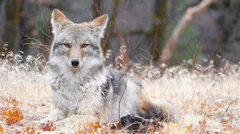 Coyolobo o coywolf - Características, historia, hábitat y alimentación ...