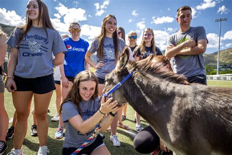 Meet The Donkeys Who Duked It Out To Become The New, Long Face Of The Colorado School Of Mines ...