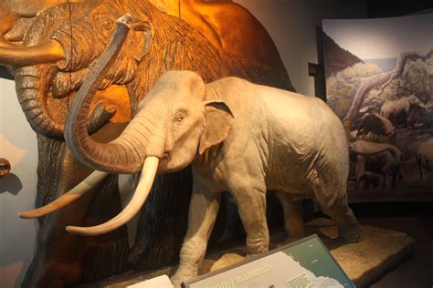 Pygmy Mammoth (mammuthus exilis) at the Field Museum | Flickr