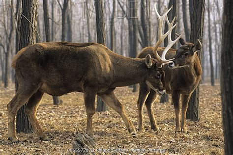 Thorold's Deer stock photo - Minden Pictures