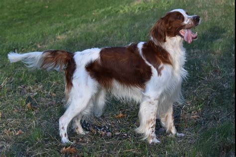 Truly Red & Whites - Irish Red And White Setter Puppies For Sale - Born on 06/03/2020