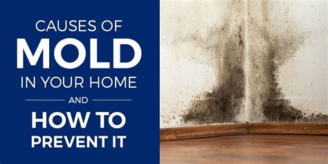 The last thing you want is a house full of mold. Causes of Mold in Your Home and How to Prevent ...