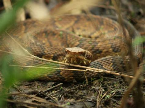 P5170280 | Water Moccasin snake at Congaree Creek Heritage P… | Flickr