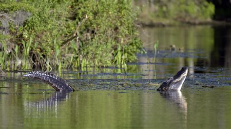 Alligator Habitat: Exploring Their Natural Environment - Reptile Behavior