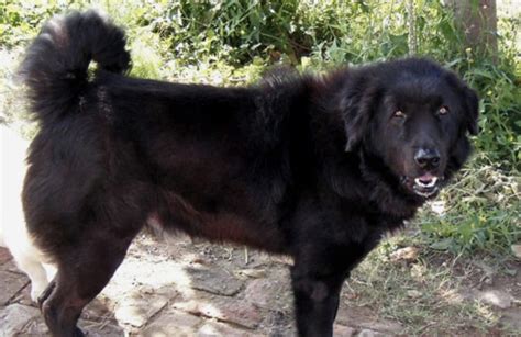 Bakharwal Dog - Stubborn, Fierce & Fluffy (Breed Guide)