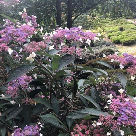 Hydrangea aspera Villosa