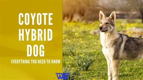 Coyote Hybrid dog - Everything you need to know - World-Wire