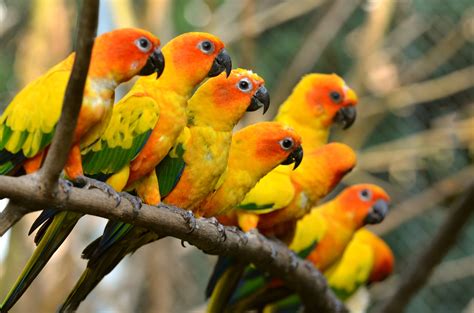 Colorful Sun Conures: A Stunning 4K Ultra HD Wallpaper