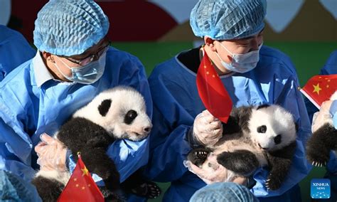 Panda cubs meet public at SW China breeding base - Global Times