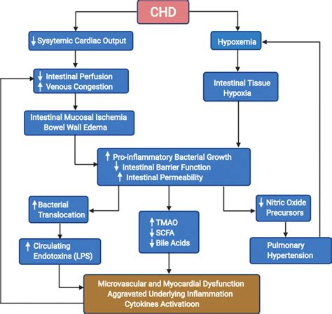 Congenital Heart Defects Diagram