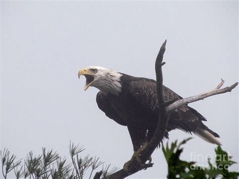 Screaming Eagle Photograph by Mitch Spillane - Pixels