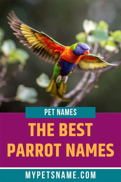 Best Parrot Names in 2020 | Pet names, Cool pet names, Cute names