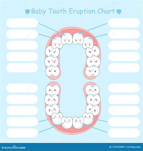 Baby tooth eruption chart stock vector. Illustration of floss - 127973949