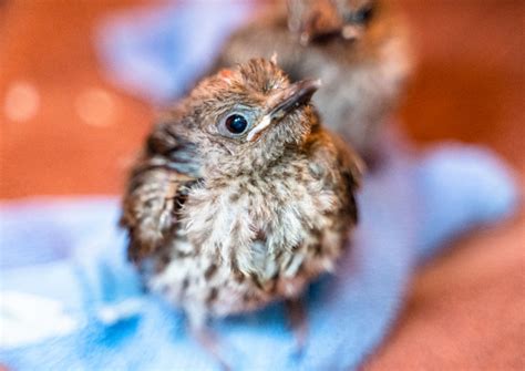 Baby Bird Identification | Wild Baby Birds | What to do if I find a Baby Bird | Blog | RSPCA ...