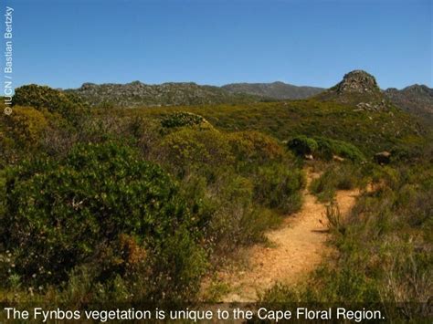 Cape Floral Region Protected Areas, South Africa