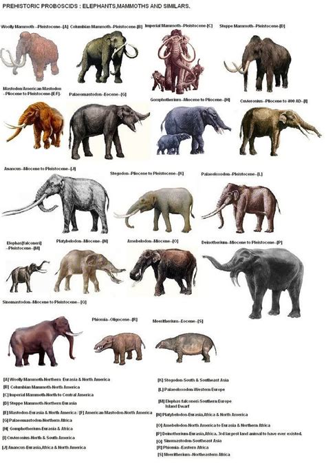 Prehistoric Proboscids: Elephants, Mammoths, and Similars (716×1024) | Extinct animals ...