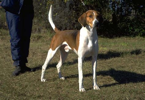 American Foxhound Puppies For Sale - AKC PuppyFinder