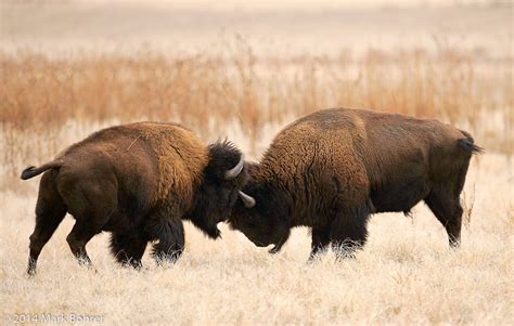 Bison fight, Antelope Island State Park, Great Salt Lake, UT