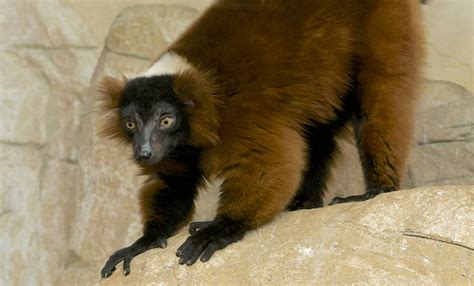 Red-ruffed lemur | Smithsonian's National Zoo