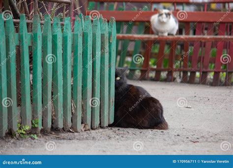 Cat Over the Fence. Yard Cat Behind a Fence Stock Image - Image of ...