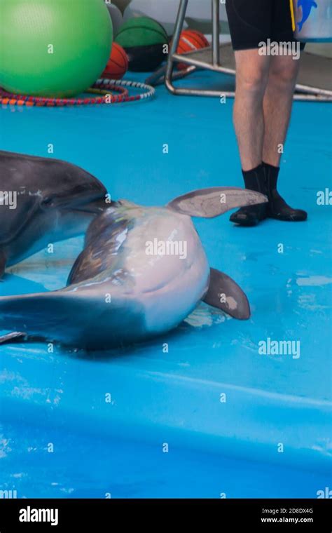 Cute sad trained dolphin performs in dolphinarium, aquarium. wild animals in poor conditions ...