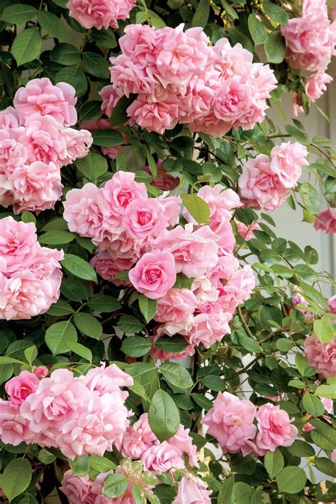 pink flowers growing on the side of a building