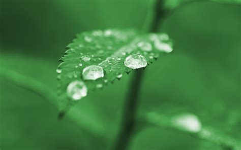 Wallpaper : leaves, nature, grass, water drops, green, dew, leaf ...